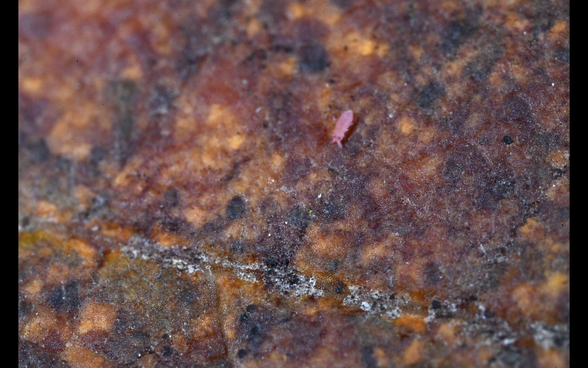 Brachystomella parvula (Schäffer, 1896)