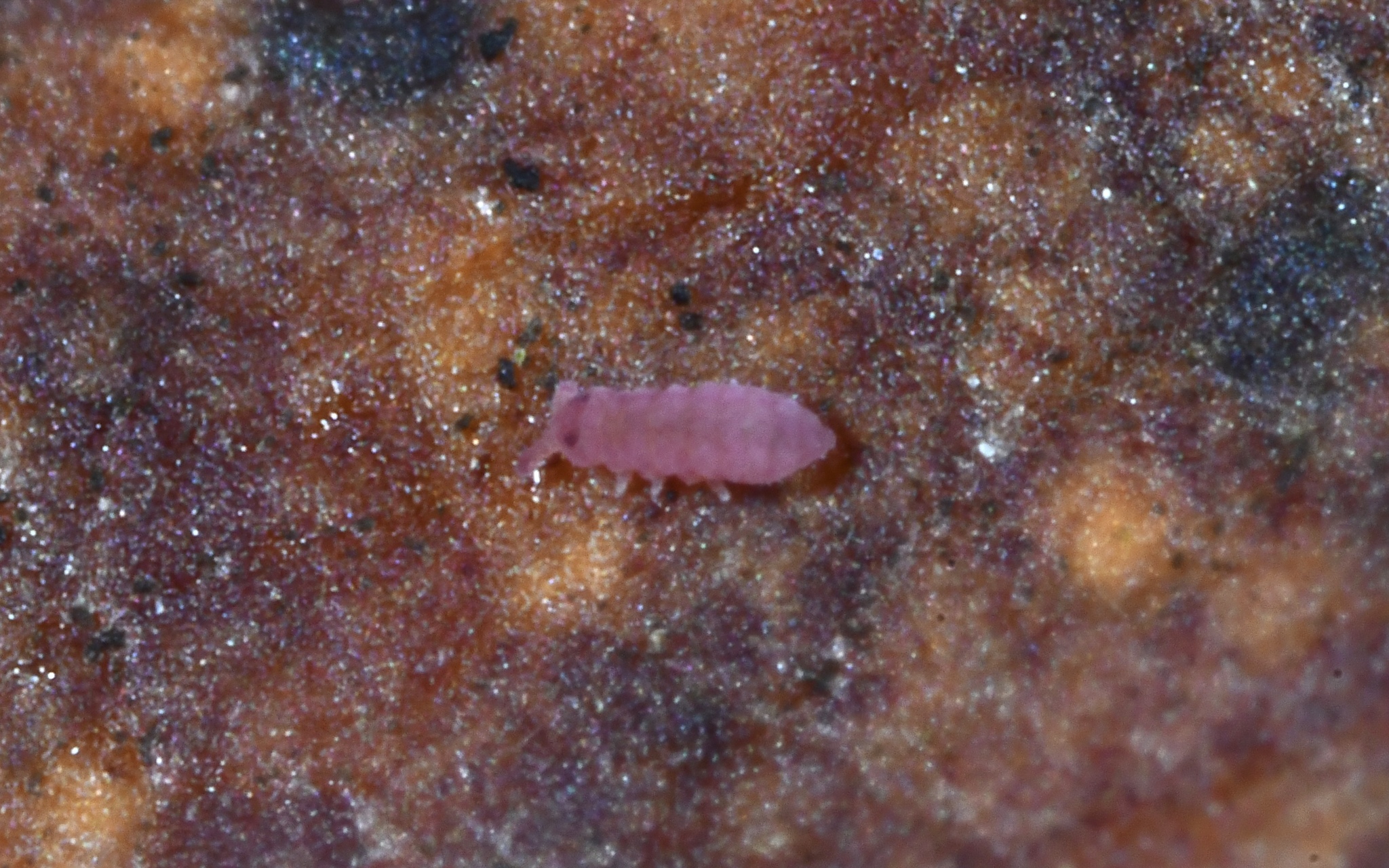 Brachystomella parvula (Schäffer, 1896)