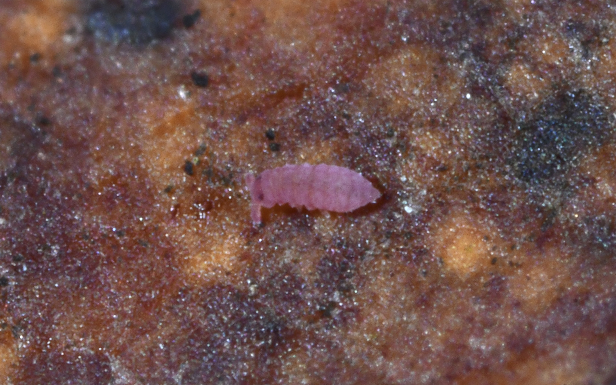 Brachystomella parvula (Schäffer, 1896)