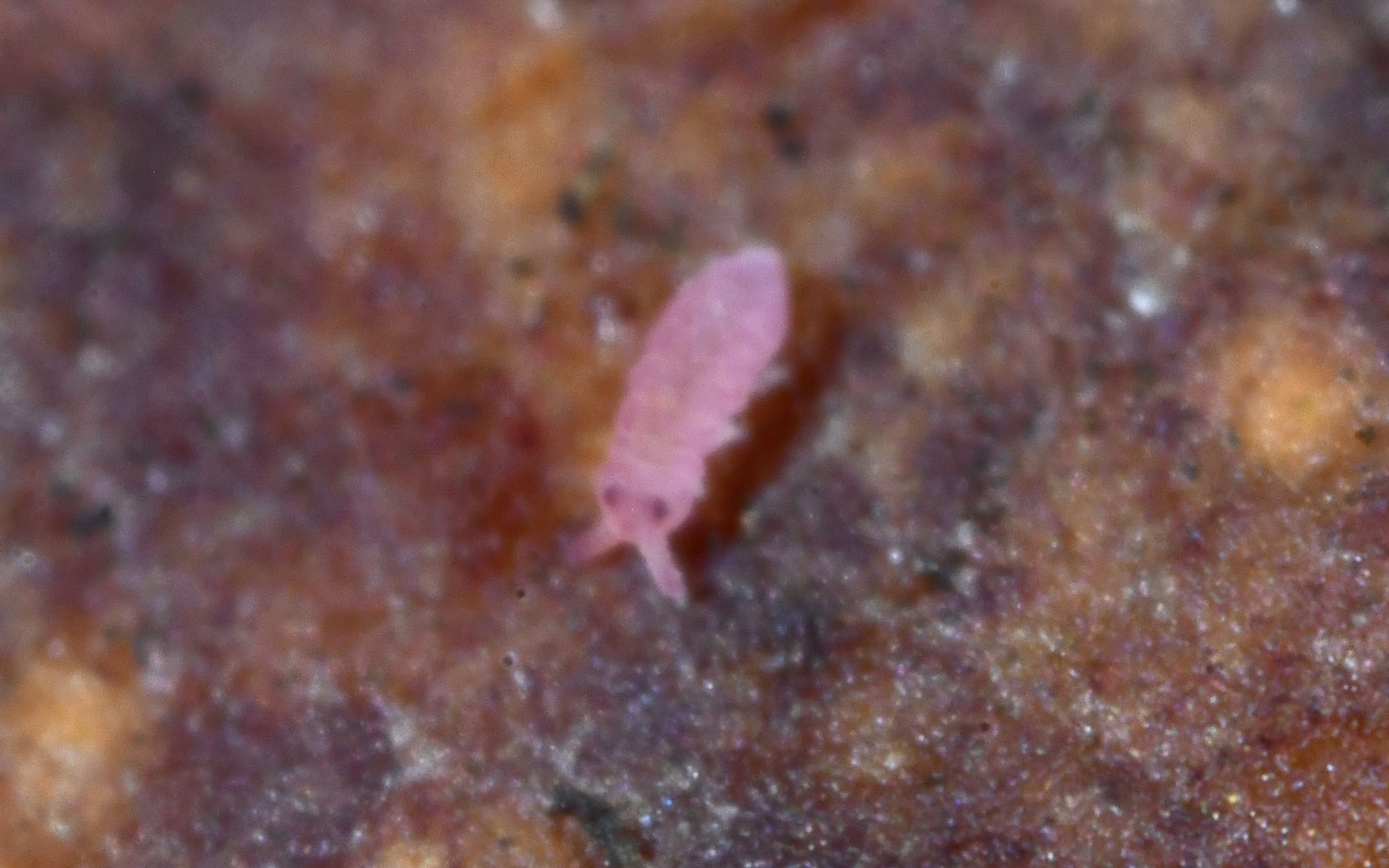 Brachystomella parvula (Schäffer, 1896)