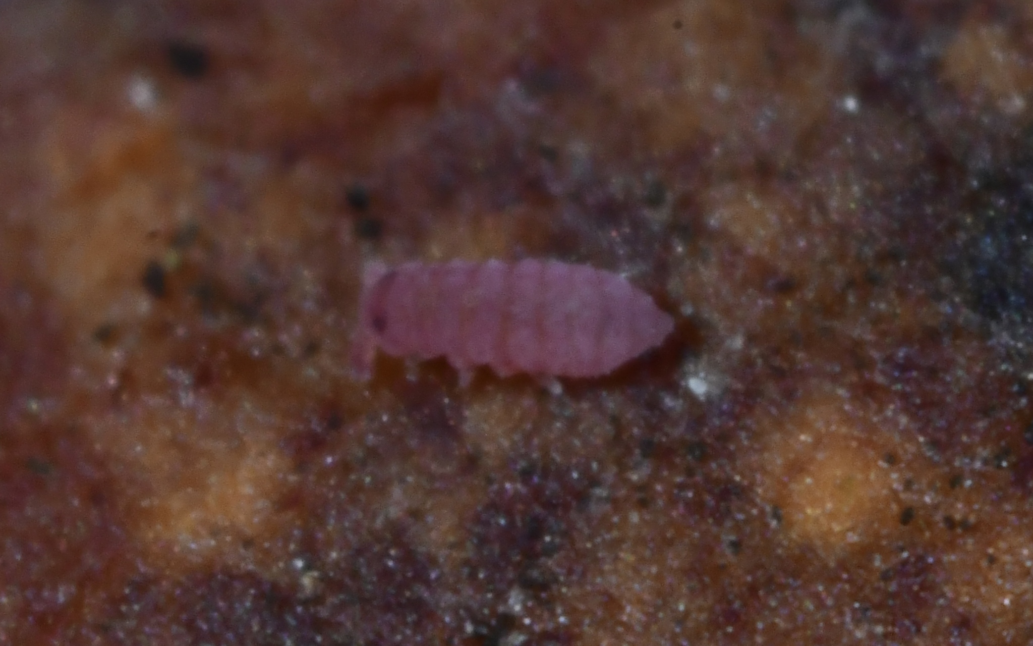 Brachystomella parvula (Schäffer, 1896)