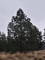 Pinus ponderosa