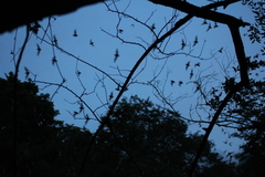 Nyctinomops laticaudatus