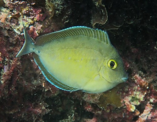 Bluespine Unicornfish, photo 6 of 7