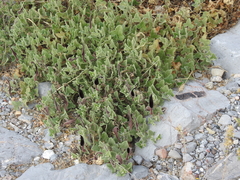 Aristolochia wrightii