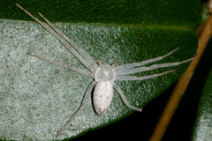 Gephyrellula violacea