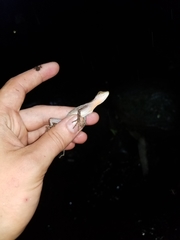 Anolis lynchi