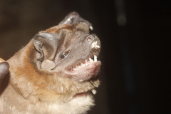 Alvarez's Free-Tailed Bat photo 3