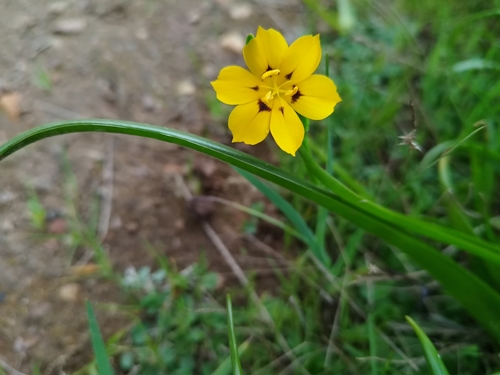 Sisyrinchium graminifolium, photograph 4