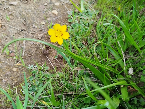 Sisyrinchium graminifolium, photograph 5