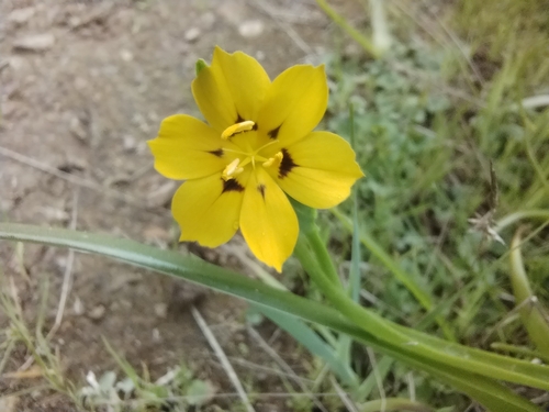 Sisyrinchium graminifolium, photograph 6