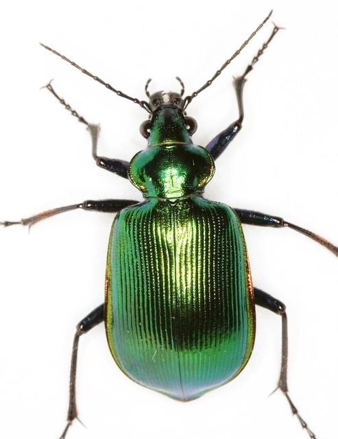 Texas Green Calosoma