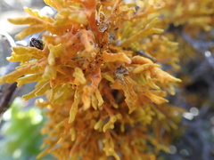 Dufourea flammea