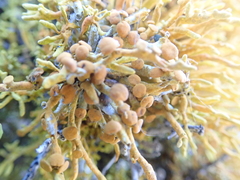 Dufourea flammea