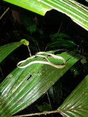 Oxybelis brevirostris