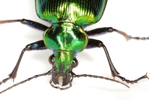 Texas Green Calosoma