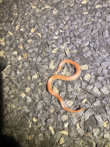 Shovel-nosed Snakes sighting