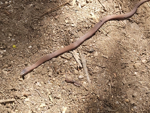 White-lipped Snake sighting