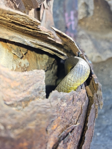 Common Tree Snake sighting