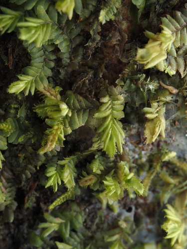 Cryptolophocolea ciliolata observed 2025-11-16