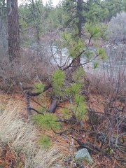 Pinus ponderosa