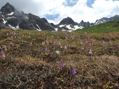Soldanella pusilla