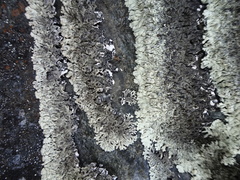 Arctoparmelia centrifuga