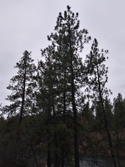 Pinus ponderosa ponderosa