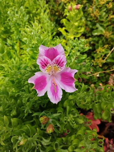 Peruvian-lily (Alstroemeria pelegrina)