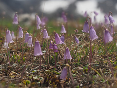 Soldanella pusilla