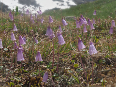 Soldanella pusilla