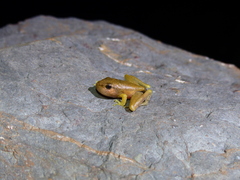 Wijayarana