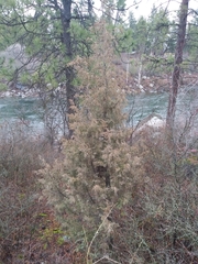 Juniperus scopulorum