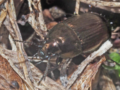 Amara erratica