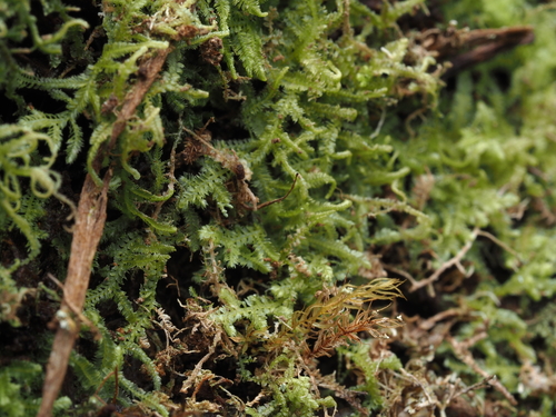 Lepidozia australis observed 2025-11-16