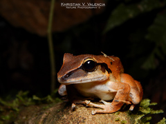 Craugastor metriosistus