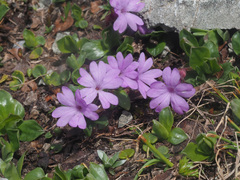 Primula integrifolia