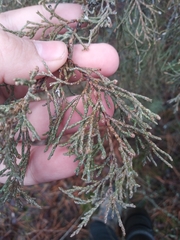 Juniperus scopulorum