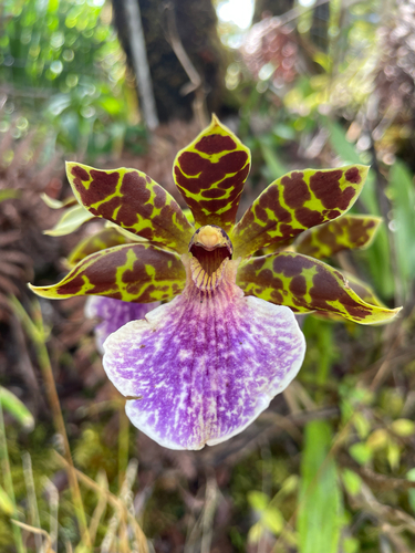 Zygopetalum maculatum, 2025-11-16