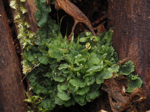 Megaceros flagellaris observed 2025-11-16
