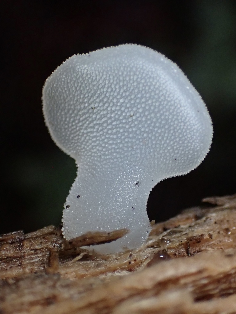Pseudohydnum gelatinosum · November 2025 · photo: © chilipossum (iNaturalist, cc-by)