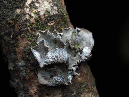 Erioderma tomentosum, 2025-11-16