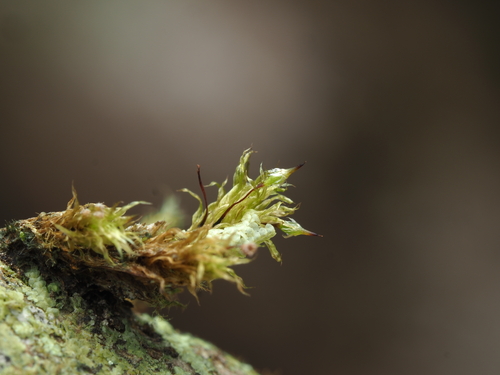Daltonia marginata observed 2025-11-16