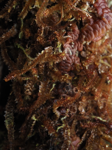 Anastrophyllum esenbeckii observed 2025-11-17