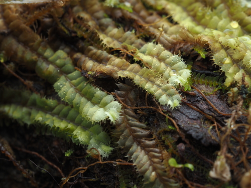 Leptoscyphus observed 2025-11-17