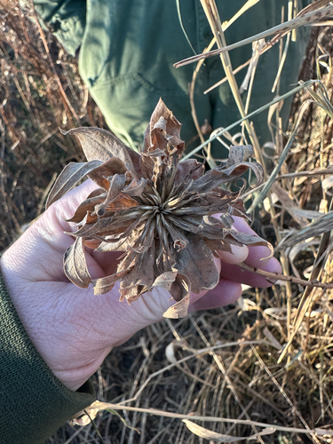 Unknown species found near N Mississippi Dr, Minneapolis, MN, US