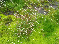 Micranthes stellaris robusta