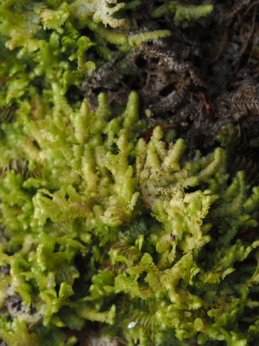 Radula javanica observed 2025-11-17