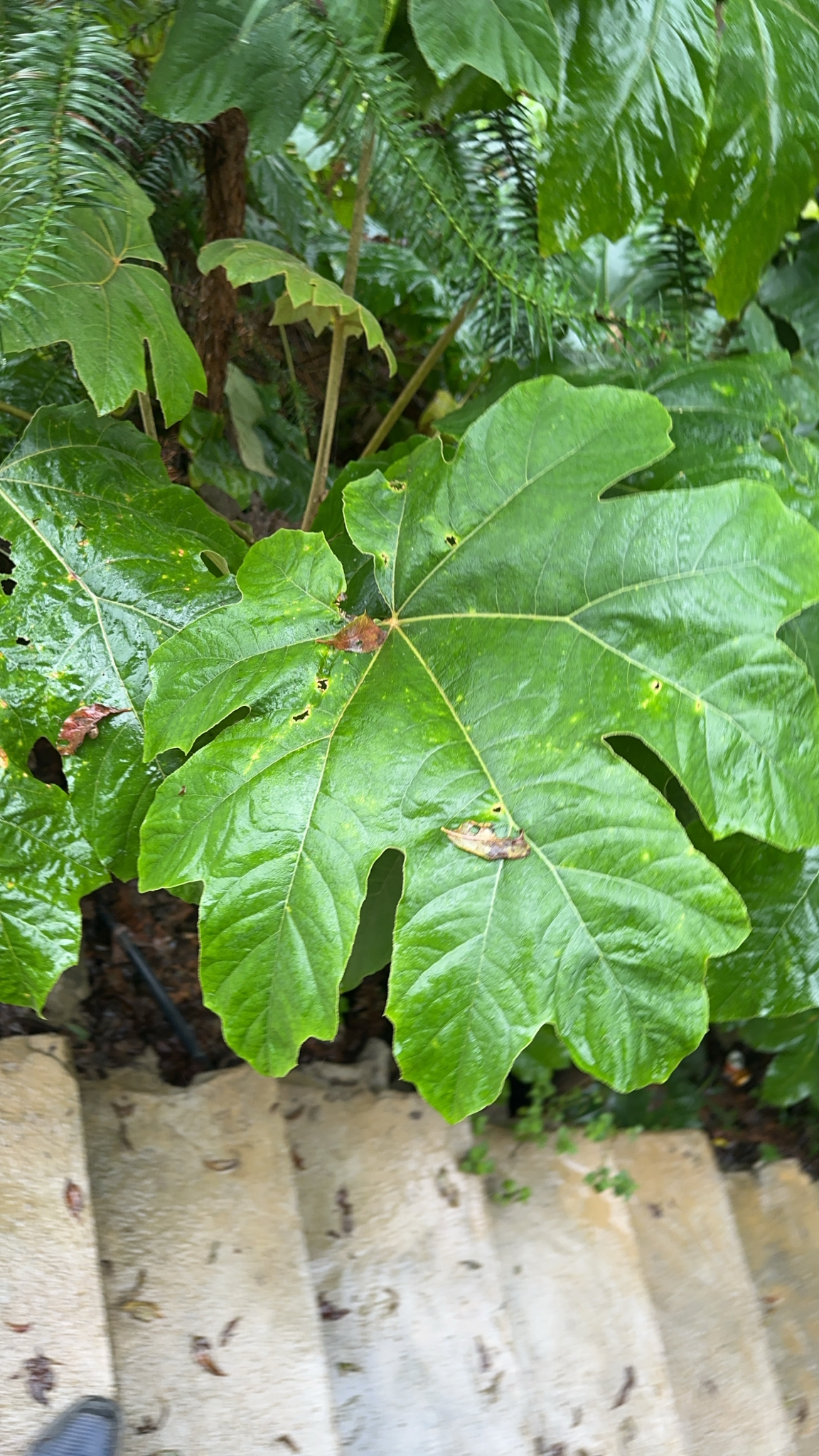 Tetrapanax papyrifer (Tetrapanax papyrifer)