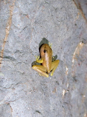 Wijayarana